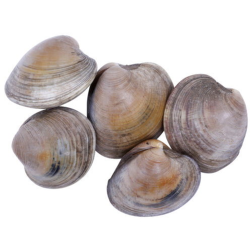 Littleneck Clam - 1 Each