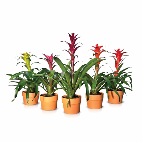 Bromeliads - 1 Each