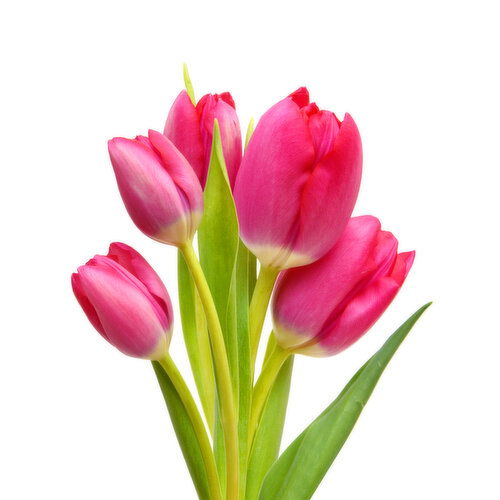 Fresh Stem Tulips-10stm Bunch - 1 Each