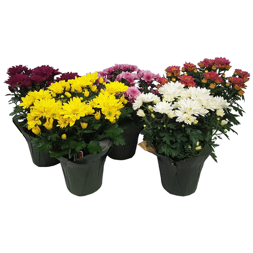 Mums - 1 Each