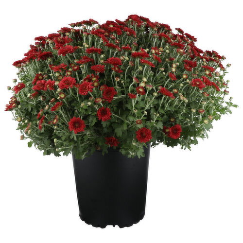Red Hardy Mum - 1 Each