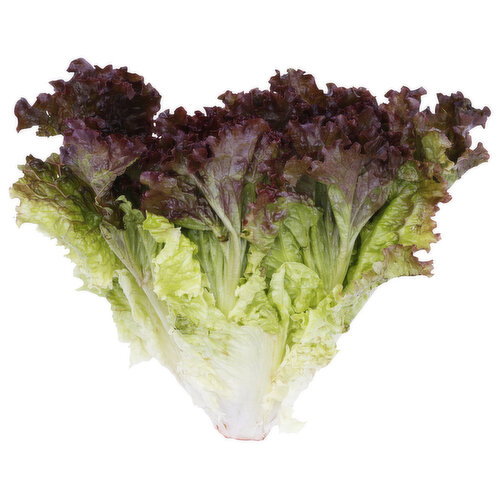 Organic Red Leaf Lettuce - 1 Each
