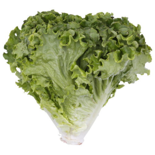 Texas Green Leaf Lettuce - 1 Each