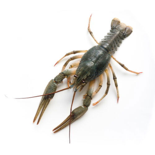 Fresh Bagged Live Crawfish - 1 Each