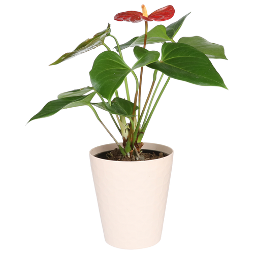 Fresh Lrg Plant Arrangmnt Upgrd - 1 Each Image 1 of 2