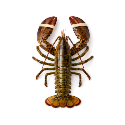 Live Lobster - Avg 1.67 Lbs