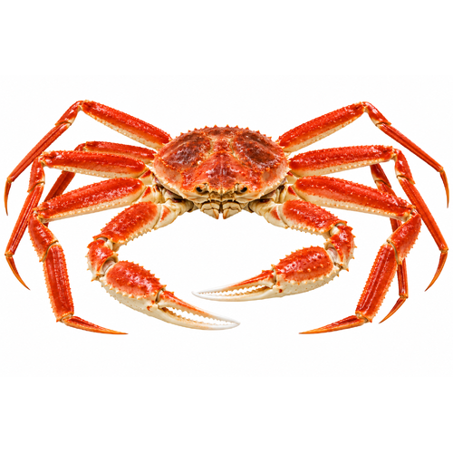 Snow Crab Opilio - 1 Pound