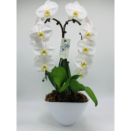 Duo Waterfall Planter - 1 Each