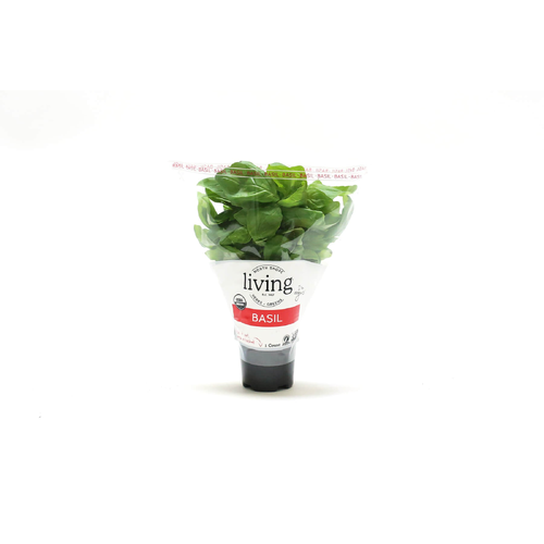 North Shore Living Herbs & Greens Organic Potted Basil - 1 Count