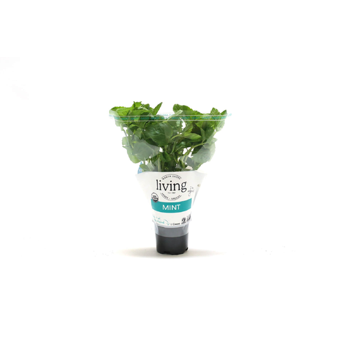 North Shore Living Herbs & Greens Organic Potted Mint - 1 Count