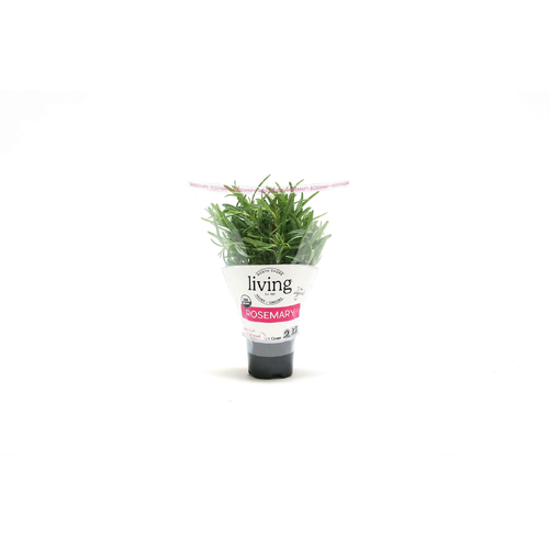 North Shore Living Herbs & Greens Organic Potted Rosemary - 1 Count