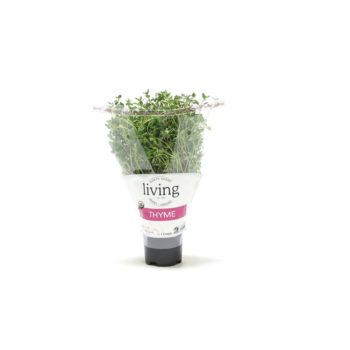 North Shore Living Herbs & Greens Organic Potted Thyme - 1 Count