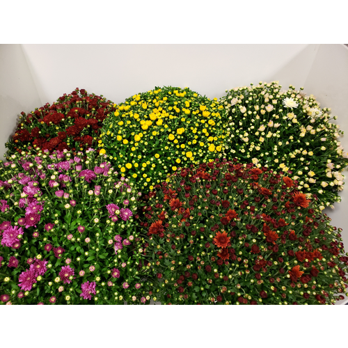Hardy Mums - 1 Each
