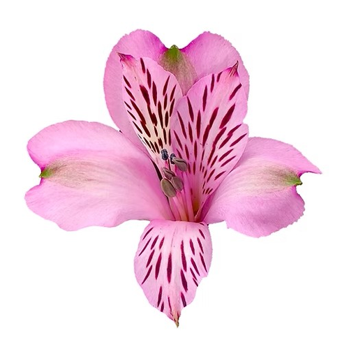 Alstroemeria - 1 Each