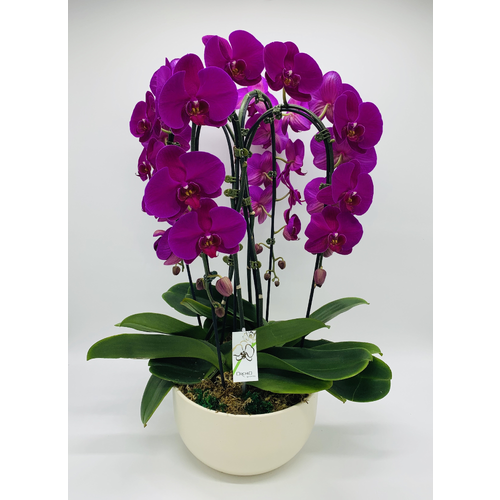 Waterfall Royale - 1 Each