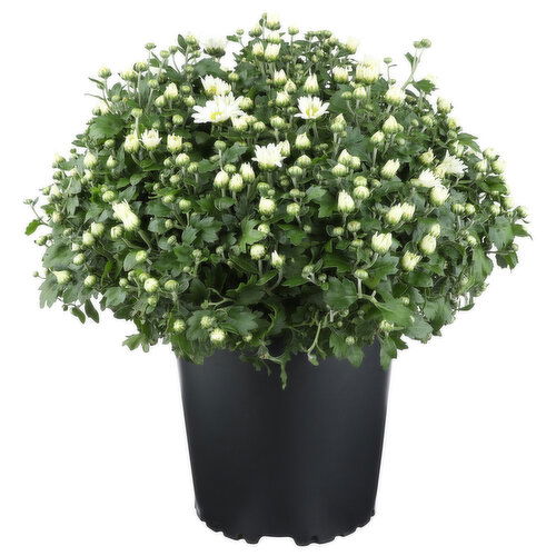 White Hardy Mum - 1 Each