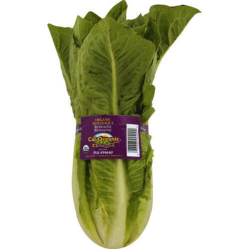 Fresh Lettuce, Organic, Romaine