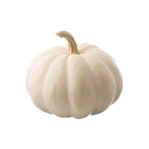 Fresh Jumbo White Pumpkin