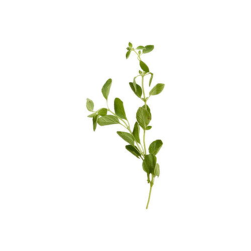 Fresh Organic Fresh Oregano