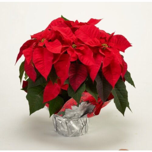 Fresh 6.5IN Poinsettias Red with Glitter