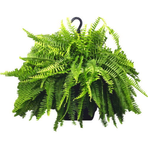 Sato Plant, Fern