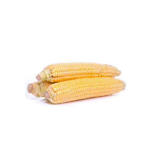 Fresh Sweet Yellow Corn