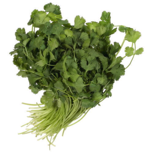 Fresh Cilantro, Organic