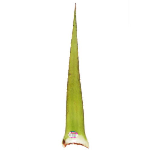 Fresh Aloe Vera