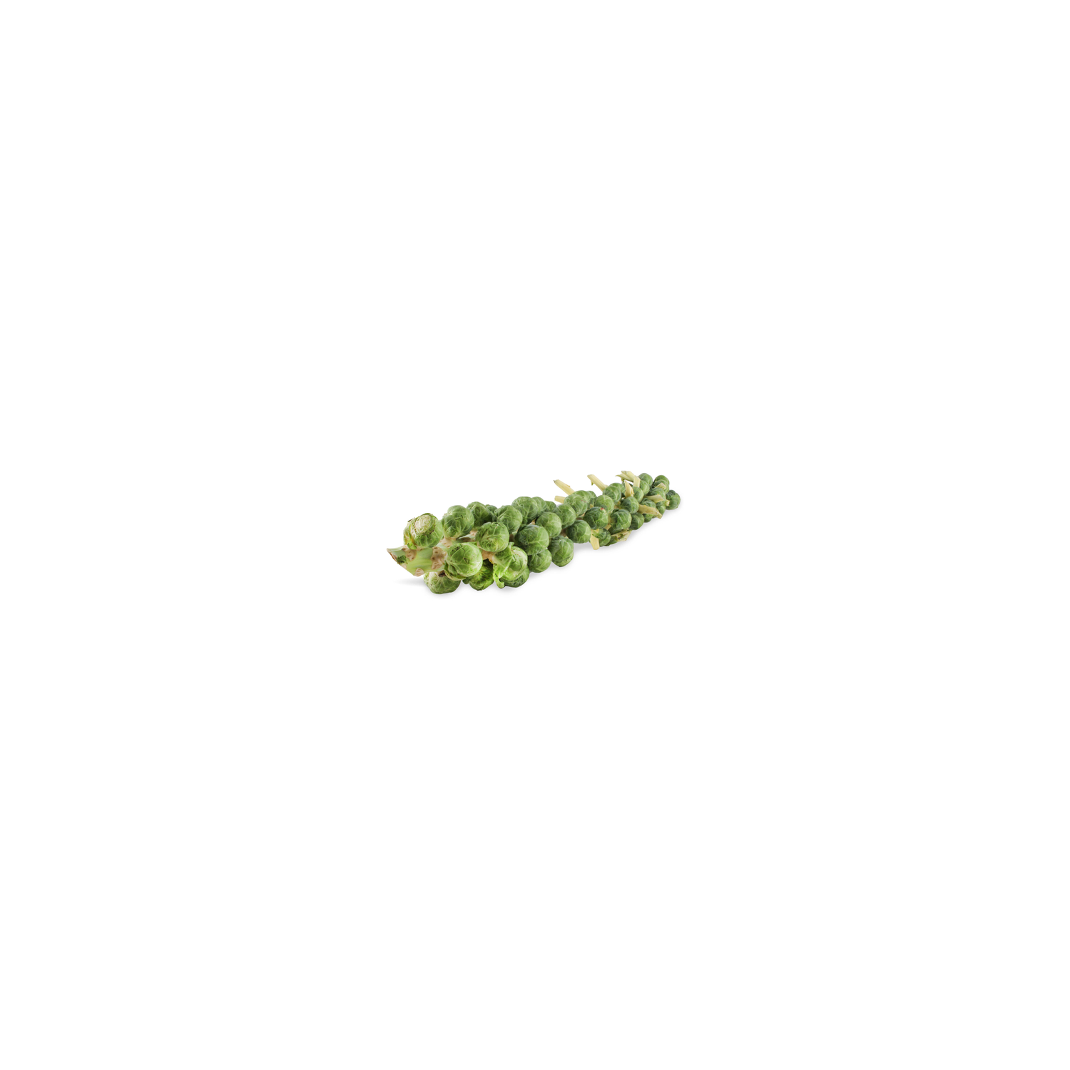  Brussels Sprout Stalk - 1 Each
