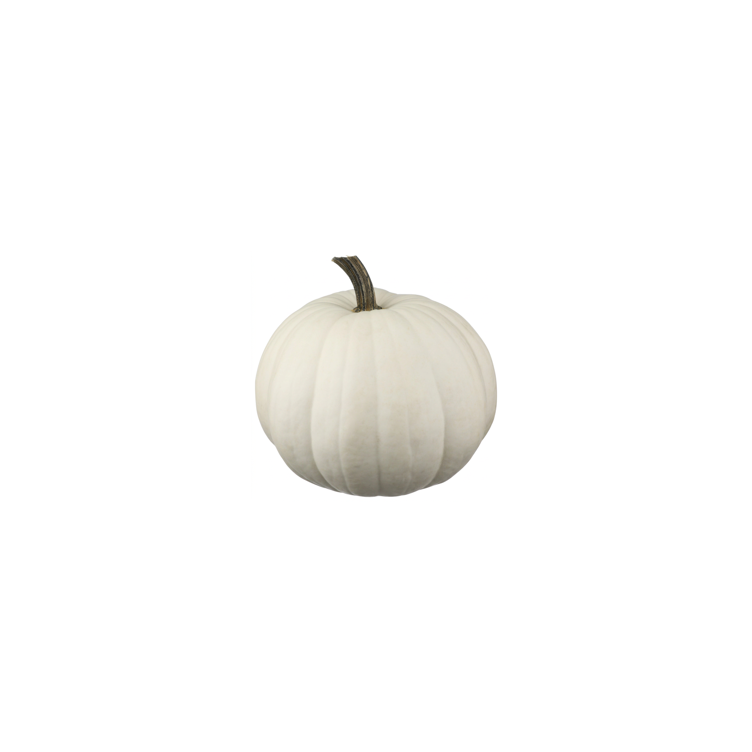  White Pumpkin - 1 Each Image 1 of 2