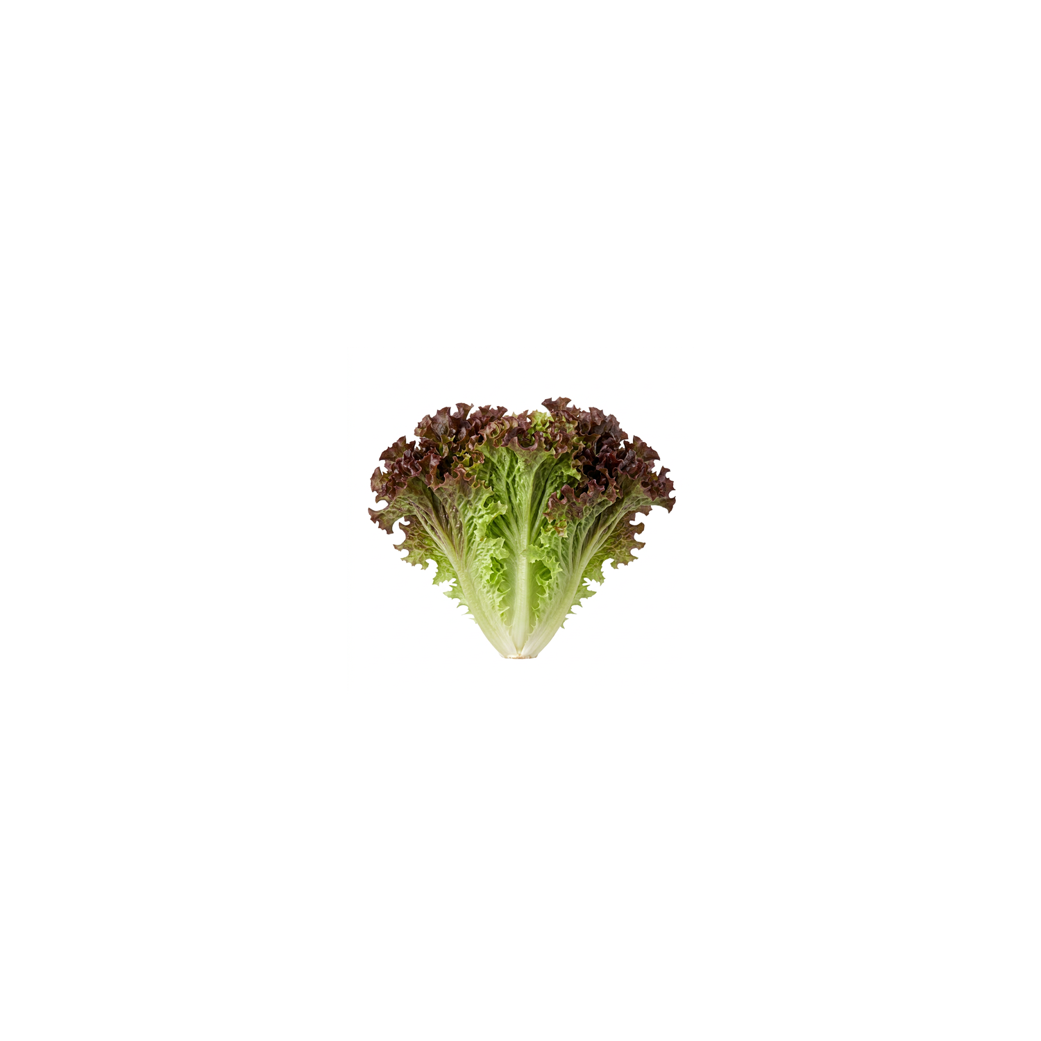 Red Leaf Lettuce - 1 Each