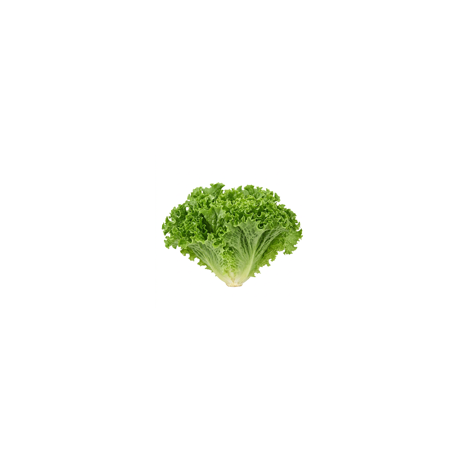  Green Leaf Lettuce - 1 Each