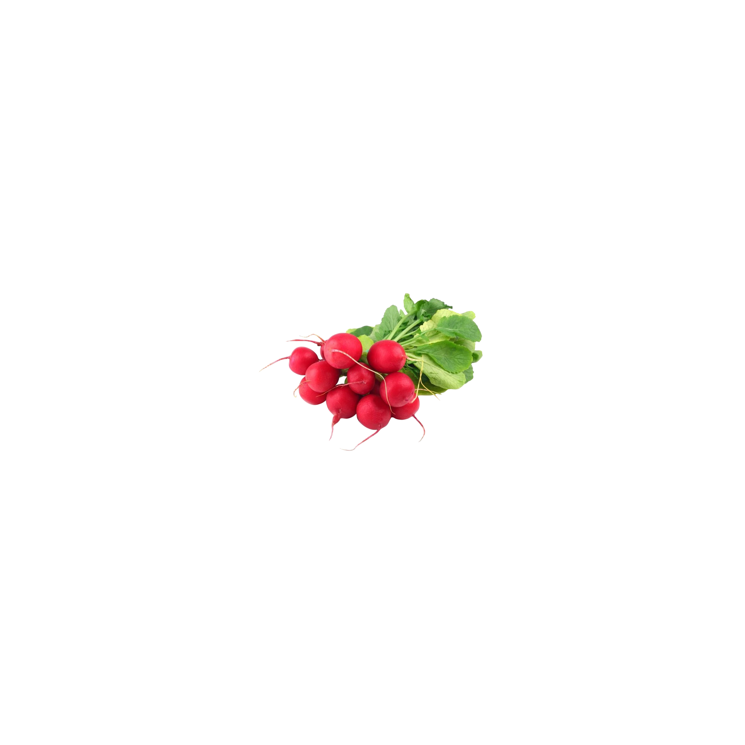  Red Radish - 1 Each