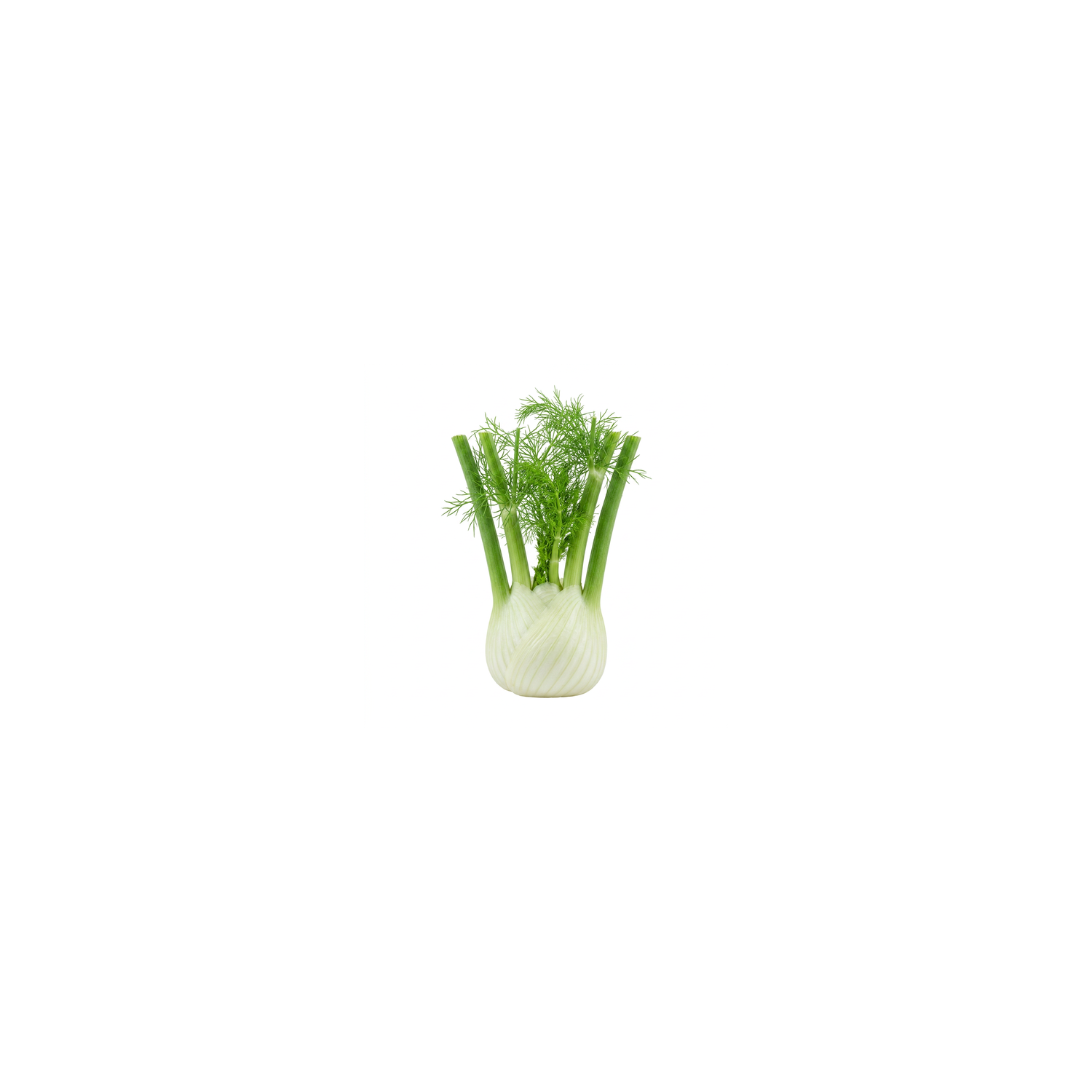  Fennel - 1 Each