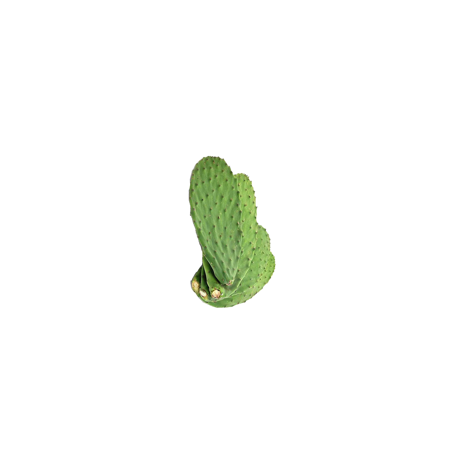 Cactus Leaves - Avg 0.50 Lb - Super 1 Foods