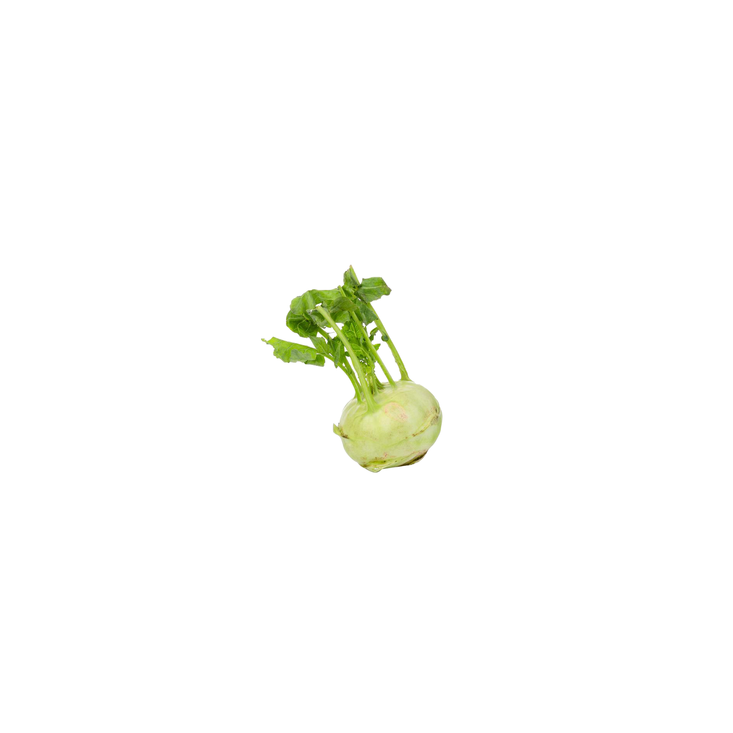 Kohlrabi - 1 Each