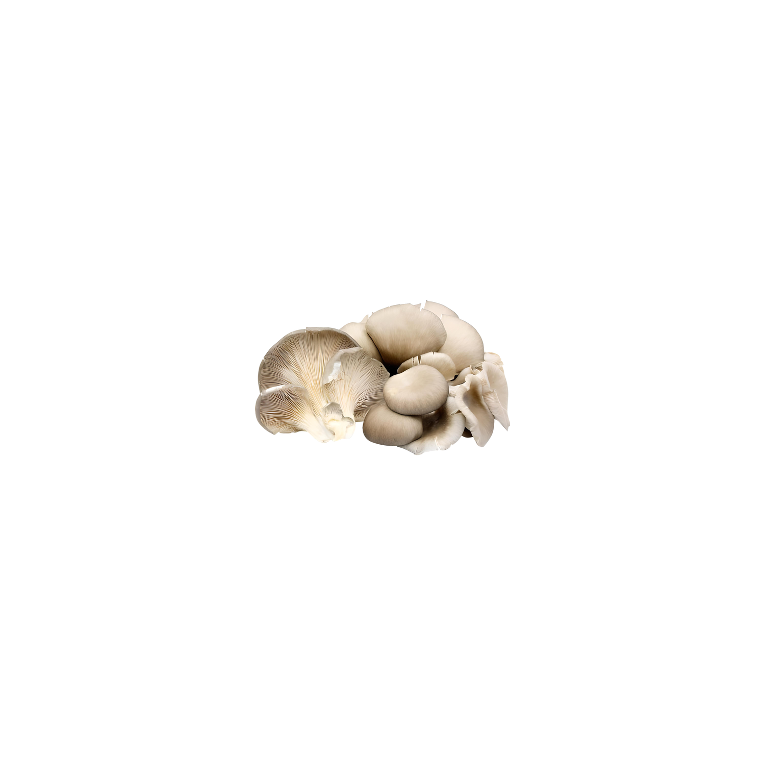  Oyster Mushrooms - Avg 0.47 Lb
