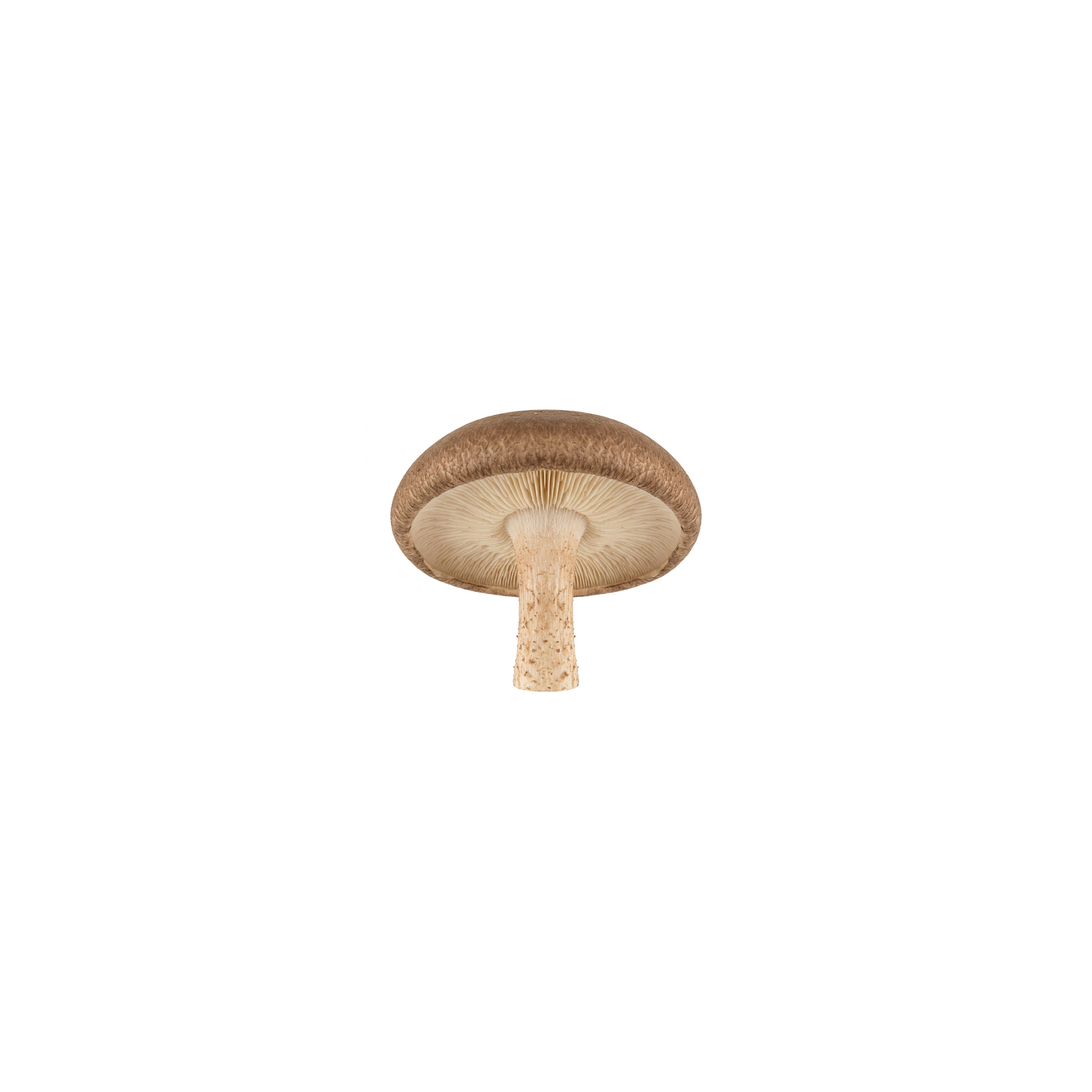  Shiitake Mushrooms - Avg 0.27 Lb