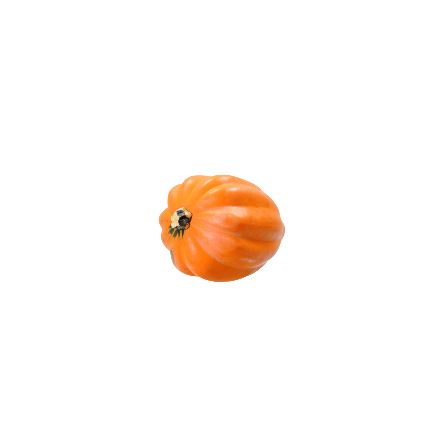  Gold Acorn Squash - Avg 1.70 Lbs