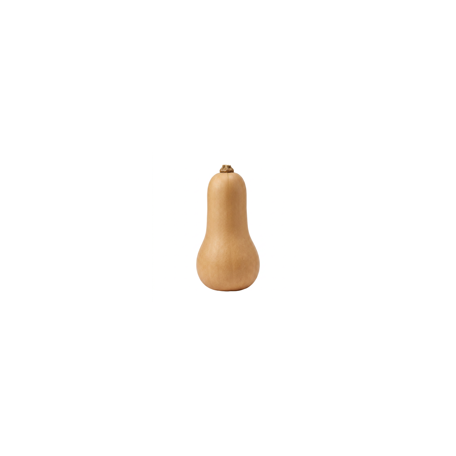  Butternut Squash - Avg 3.50 Lbs