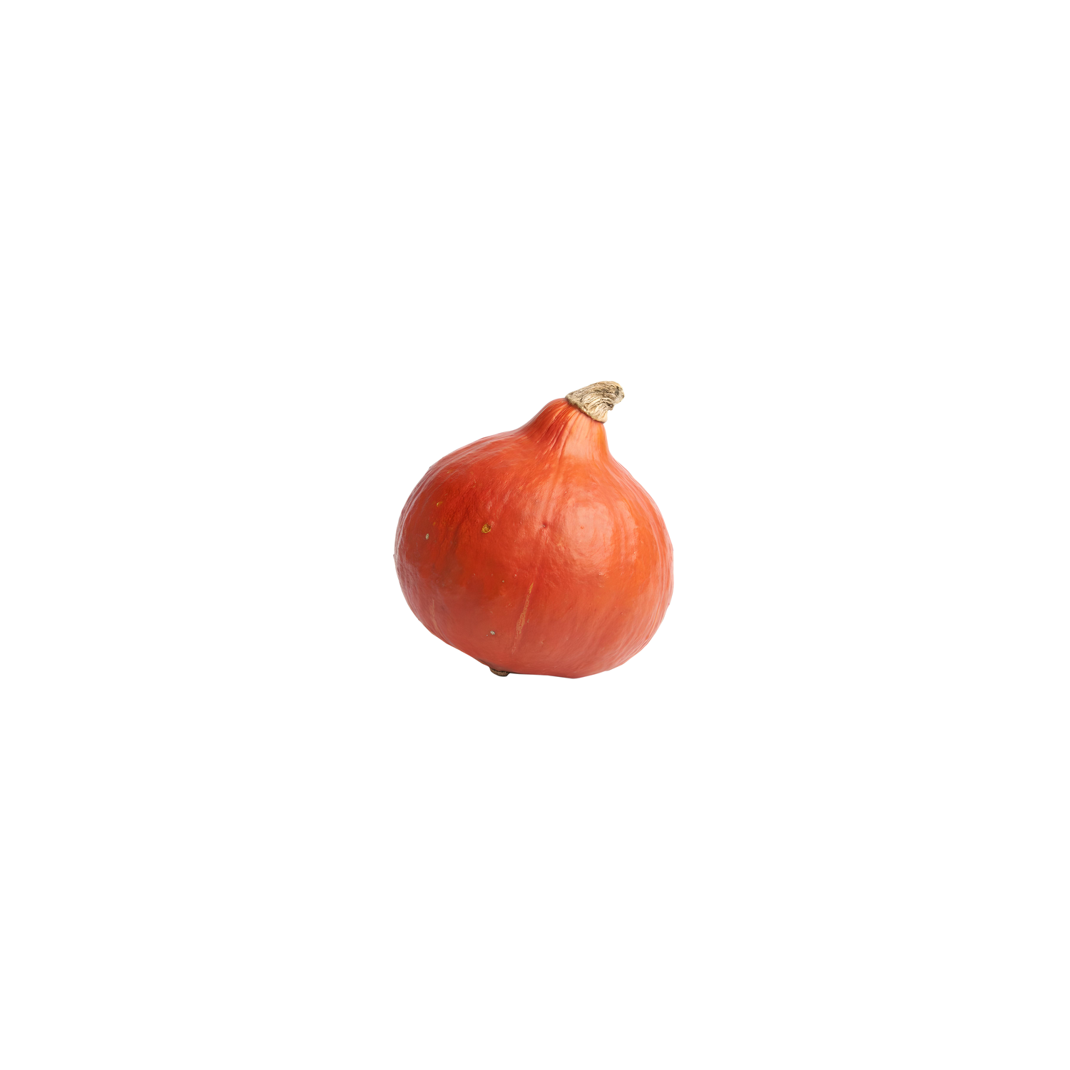  Red Kuri Squash - Avg 0.31 Lb