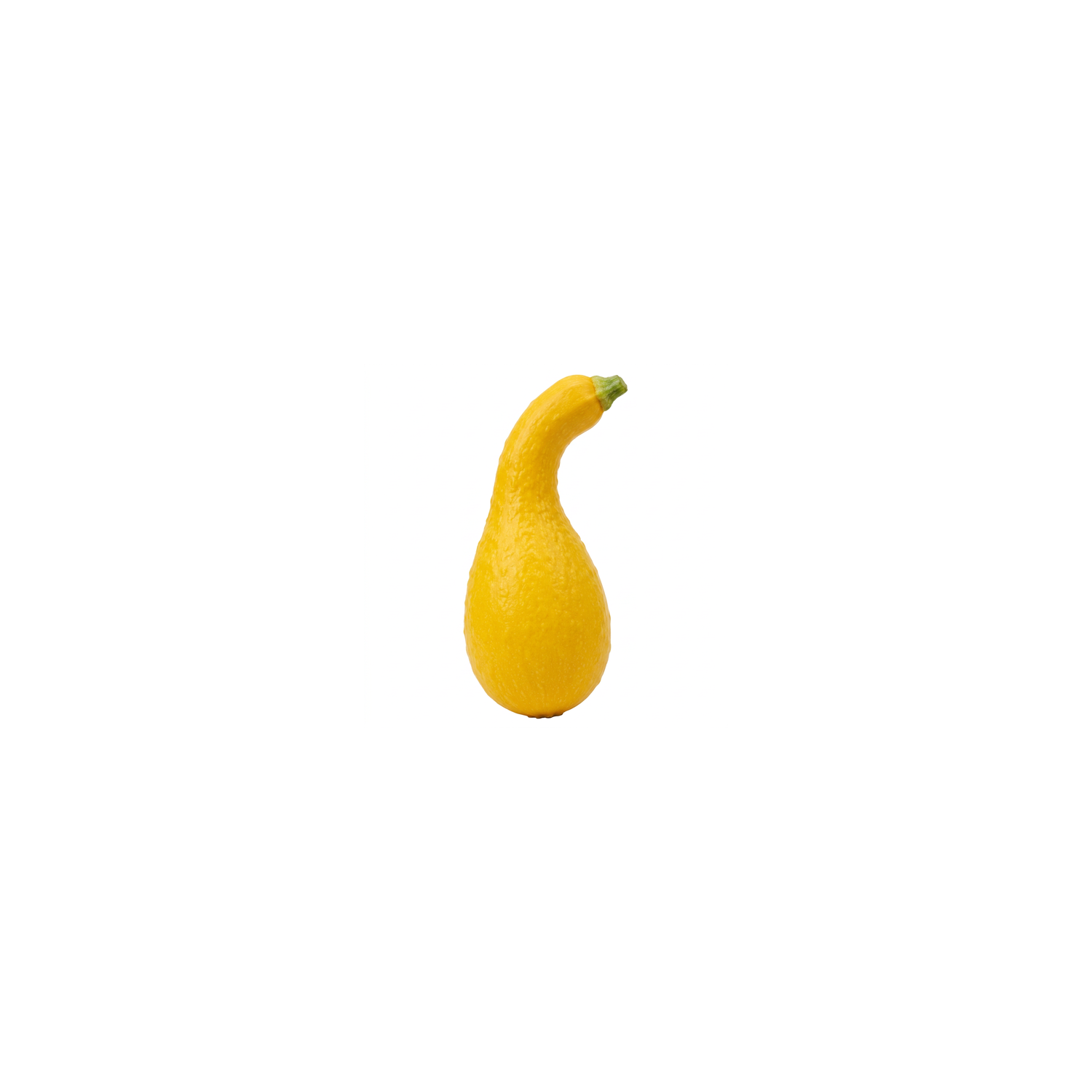  Crookneck Yellow Squash - Avg 0.60 Lb
