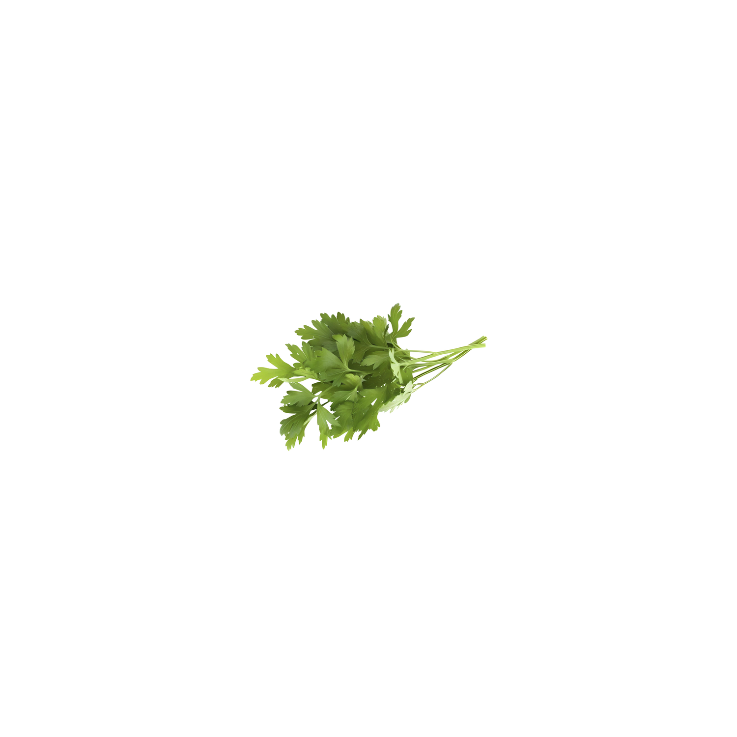 Cilantro - 1 Each