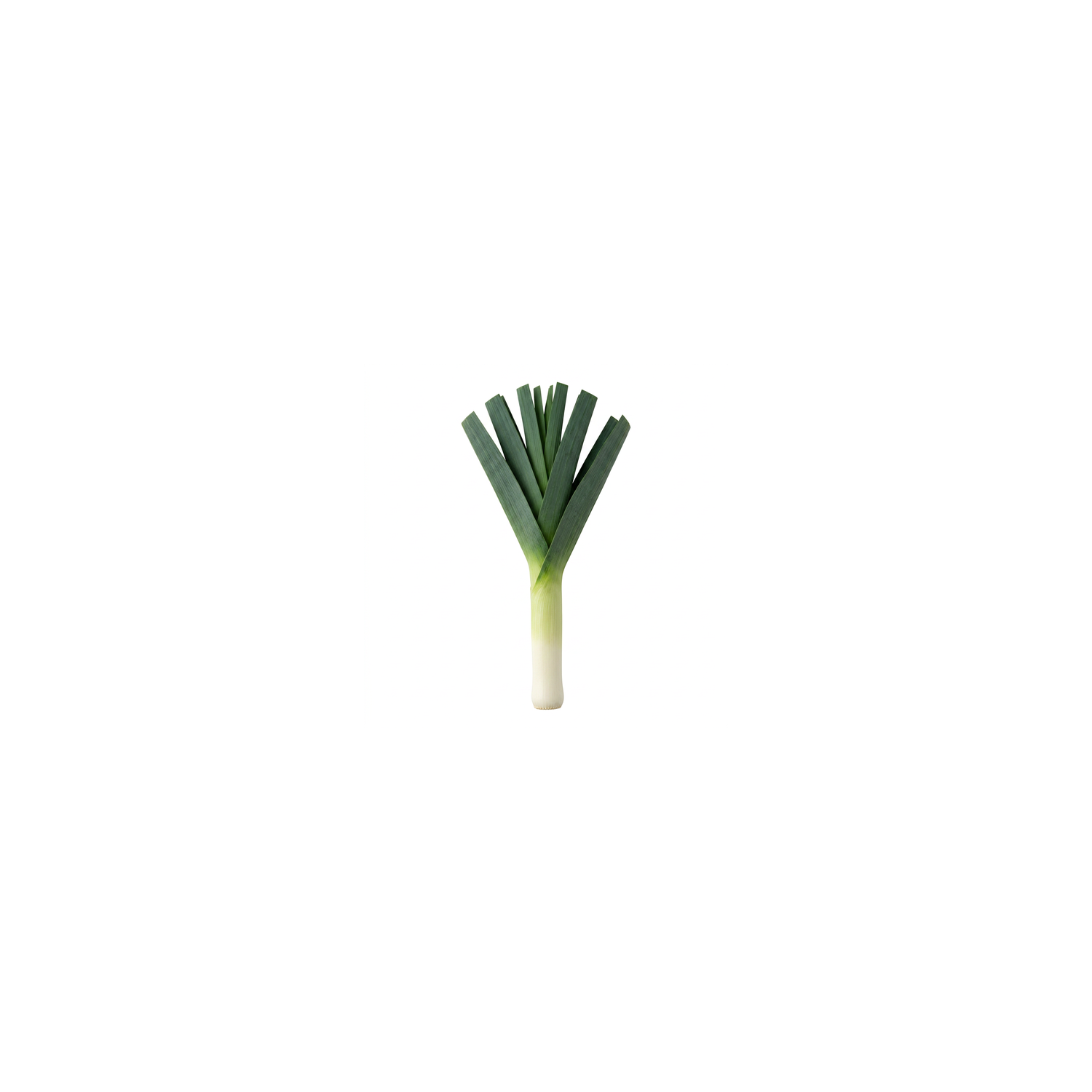 Organic Leeks - 1 Each