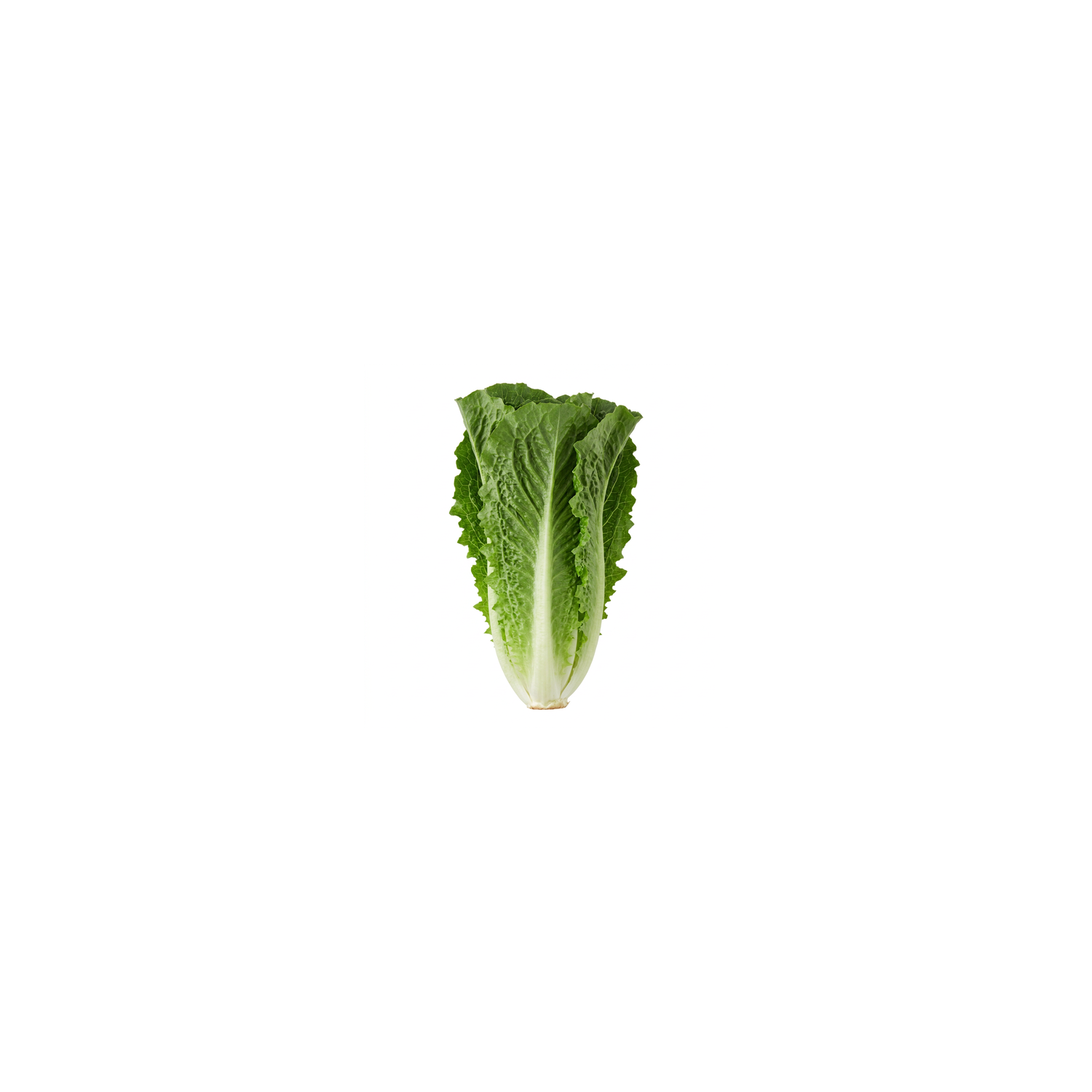  Organic Romaine Lettuce - 1 Each