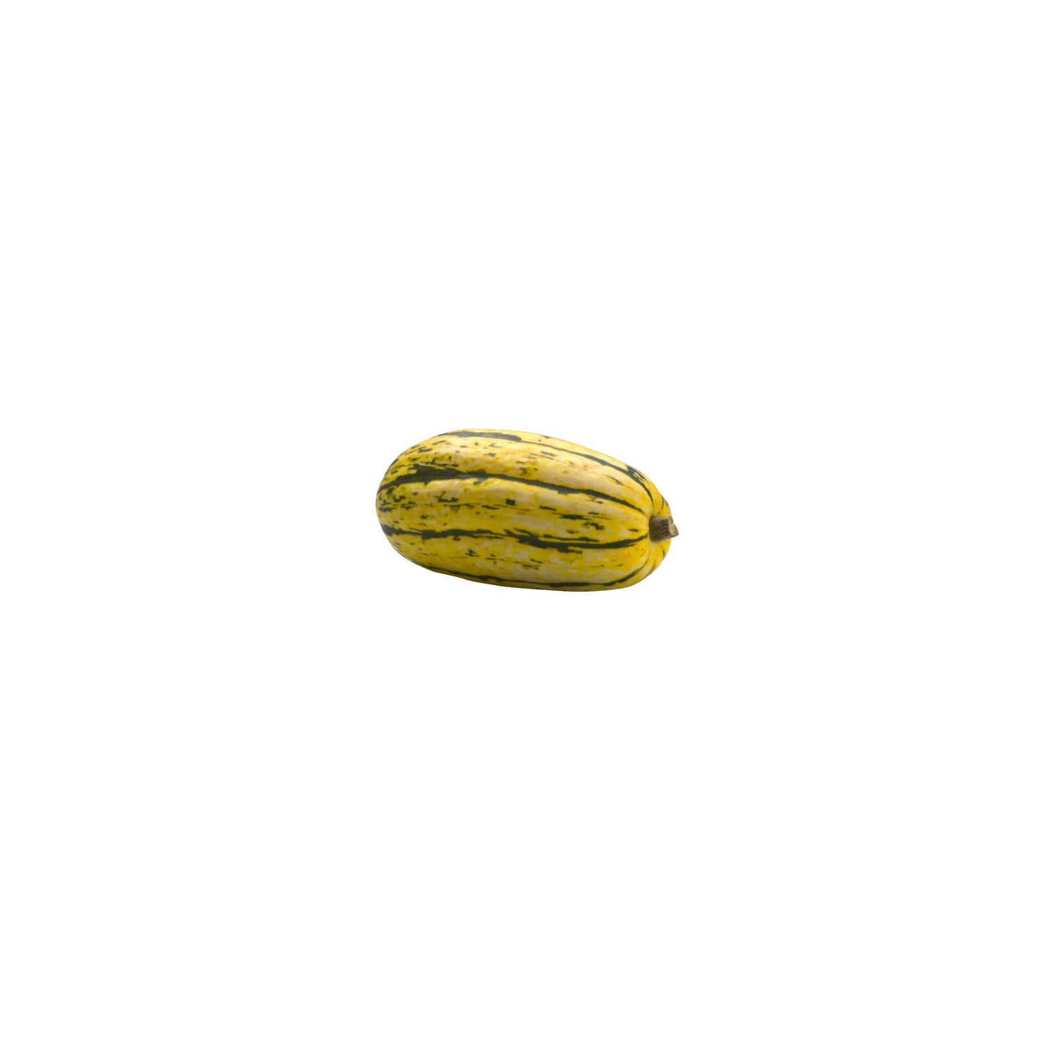  Organic Delicata Squash - Avg 1.19 Lbs