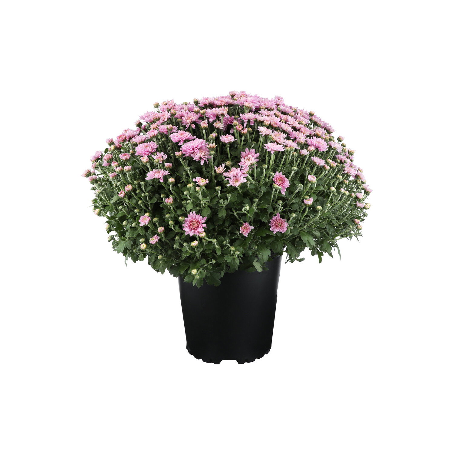 Lavender Hardy Mum - 1 Each Image 1 of 2