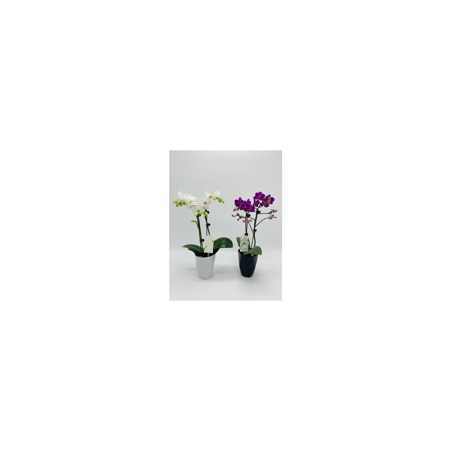 3-Inch Orchid Delights - 1 Each