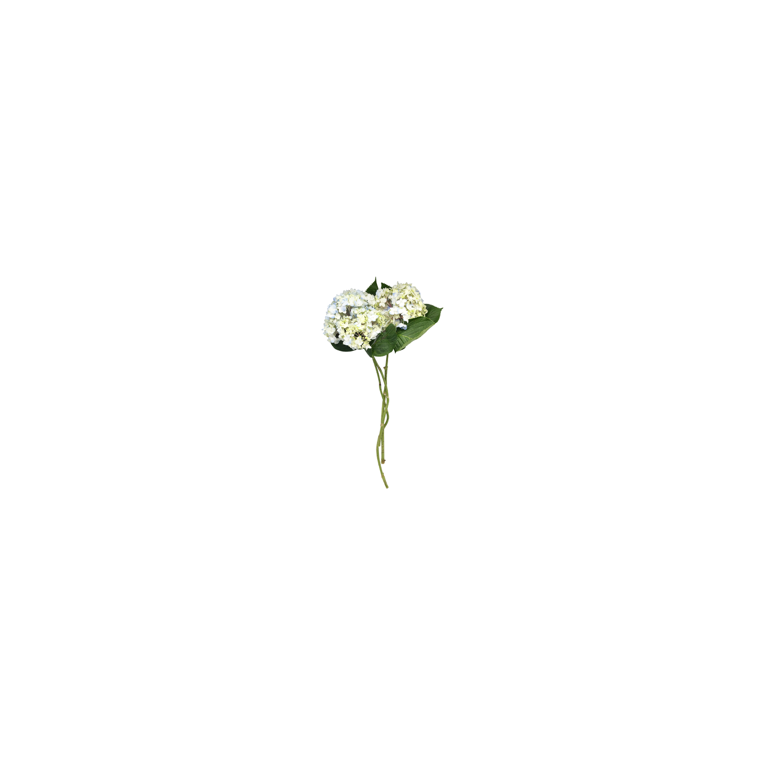 Fresh Hydrangea Cb Combo - 1 Each