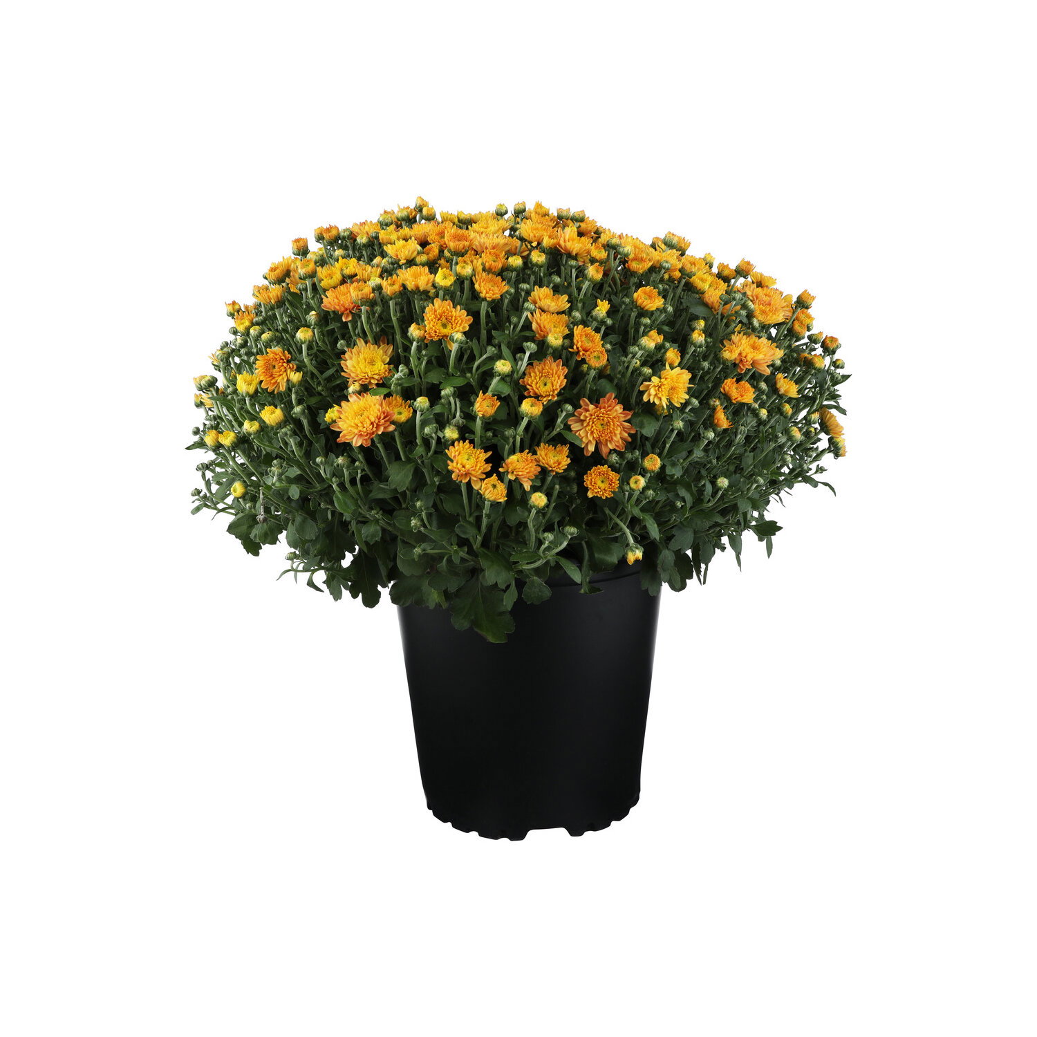 Orange Hardy Mum - 1 Each Image 1 of 2